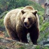 Косолапый обжора из леса тайком уплетает чужой урожай: видео