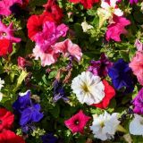 Москву украсили миллионами саженцев виолы