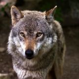 Игры медведя, волка и льва сняли на видео