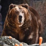 Напал на человека: в Башкирии сняли на видео медведя