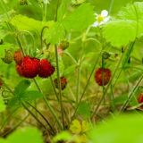 День памяти апостолов Варфоломея и Варнавы: что нельзя делать 24 июня