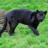 В Удмуртии спасли малыша черного ягуара – видео