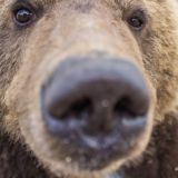 Огромная туша нырнула под воду в лесной глуши (видео)