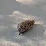 Упитанный еж вышел к оживленной дороге (видео)