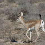 В Московском зоопарке появились на свет детеныши краснокнижного джейрана: видео