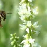 День Зосимы Пчельника: Что нельзя делать 2 июля 2022 года