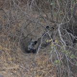 Зверь с копытами бросился под колеса машины (видео)