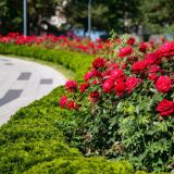 Собянин: В этом году в Москве зацветет 55 миллионов цветов 