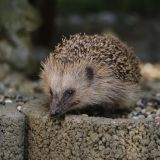 Крошечных ежиков спасли в Кемерове от жестокой смерти