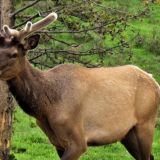 Моцарт поневоле: лось-эстет бросил лесную жизнь ради концерта классической музыки