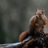 Нахальная белка уминает орехи за обе щеки: видео