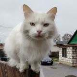 Кусающийся котик стал звездой Сети