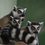 В Московском зоопарке родился экзотический краснокнижный зверек