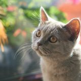 Как помочь кошке в жару – совет ветеринара