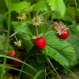 День Давида Земляничника: Что нельзя делать 9 июля 2022 года