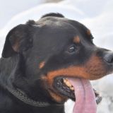 Сообразительную собаку из Бразилии сняли на видео