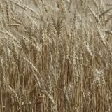 День Андрея Наливы: приметы и традиции 17 июля