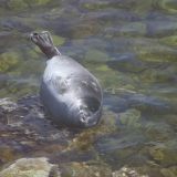 Загорающий на пляже тюлень стал звездой Сети