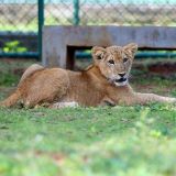 По улицам Подмосковья гуляет одинокий львенок – видео