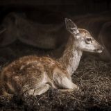 Висевшую на волоске жизнь олененка Герды спасли ветеринары Московской области