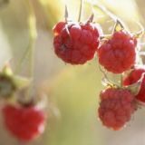 Летние Кузьминки: народные приметы и традиции 14 июля