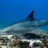 Идеальная пара: игры дельфина и дайвера сняли на видео