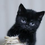 Живого котенка замуровали под землей в Белгороде