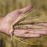 Ольгин день или Ольга Страдница: что нельзя делать 24 июля