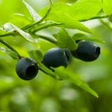 День Панкратия Ягодника: приметы и традиции 22 июля в православный праздник