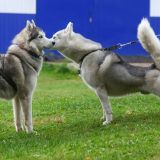 Милую потасовку двух собак сняли на видео