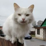 Толстый котяра устроил скандал надоедливому хозяину – видео