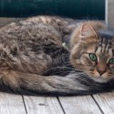 Орущего благим матом кота-альпиниста спасли соседи – видео