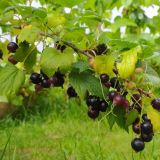 День Марии Ягодницы: что нельзя делать 4 августа