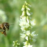 Медовый спас и начало Успенского поста: что нельзя делать 14 августа