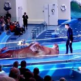 Спасите ваши души! Глотающий кровь морж Миша из Приморского океанариума кричит о помощи