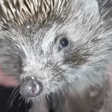 Сопящий под одеялом еж довел народ до истерики (видео)