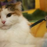 Кот-ворюга увел со стола самое важное (видео)