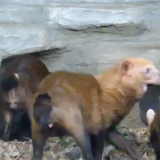 Едва родившая мать чуть не загрызла свое дитя (видео)