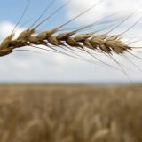 День Мирона Ветрогона или Вдовьи помочи: что нельзя делать 30 августа