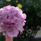 Молодая мать Заворотнюк восхитила своим видом