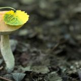 Тит Листопадник: народные приметы 7 сентября