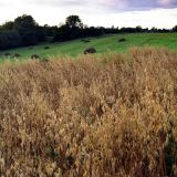 День Натальи Овсяницы: что нельзя делать 8 сентября