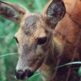 Брянская олениха с удовольствием плюхнулась в водоем
