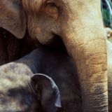 Индийские слоны случайно забрели в больницу