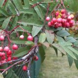 День памяти Пимена Великого: что нельзя делать 9 сентября 2022