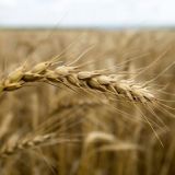 День Анны и Саввы Скирдников: что нельзя делать 10 сентября 2022 года