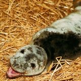 Косатка безжалостно нападает на беззащитного тюленя (видео)