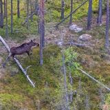 Водитель снял на видео вышедшего из леса на дорогу черного зверя с копытами
