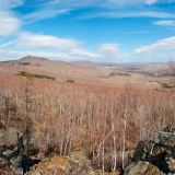 В Брянской области сняли на видео редкое животное