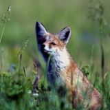 Изобретательная и хитрая лиса попала в объектив видеоловушки 